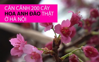 Cận cảnh 200 cây hoa anh đào vừa đến Hà Nội từ Nhật Bản