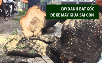 Cây xanh bật gốc đè xe máy người đi đường ở trung tâm Sài Gòn