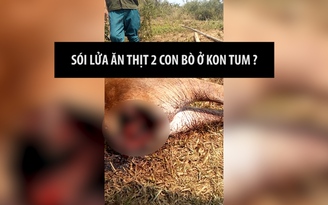 Nghi vấn sói lửa ăn thịt 2 con bò ở Kon Tum