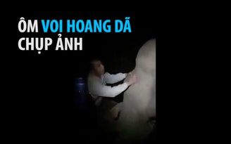 Hy hữu: Người ôm voi hoang dã chụp ảnh ở Nghệ An