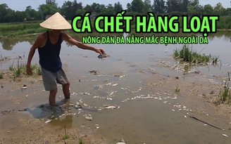 Đà Nẵng: Tái tình trạng cá chết hàng loạt, nông dân mắc nhiều bệnh ngoài da