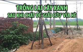 Hà Nội: Trồng lại cây xanh sau khi chặt hạ để 'giải cứu' vỉa hè