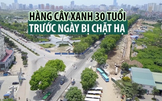 [FLYCAM] Hàng cây xanh 30 tuổi trước ngày bị chặt hạ ở Hà Nội