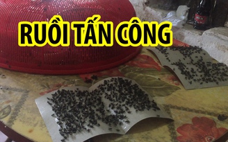 Hà Nội: Kinh hoàng ruồi tấn công nhà dân, đậu đầy vào mâm cơm