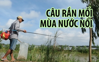 Theo chân thợ câu rắn mối mùa nước nổi miền Tây