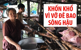 Vỡ đê bao sông Hậu, dân phải nhường chỗ khô ráo cho heo và chó