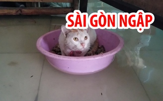 Mèo đi xuồng, gà chết đuối trong ngày Sài Gòn ngập nặng