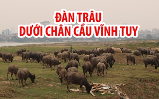 Nuôi hơn 200 con trâu giữa Hà Nội, doanh thu tiền tỉ mỗi năm