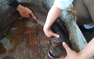 Chuyện lạ: Dân gom tiền mua cá chình khủng để thả sông