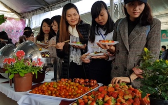 Ngắm sắc màu Đà Lạt trong phiên chợ hoa, được ăn buffet miễn phí