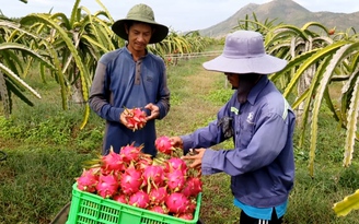 Tết sắp đến, nhà vườn trúng đậm vì thanh long... màu đỏ