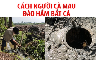 Về Cà Mau xem đào “hầm” bắt cá lóc dễ như trở bàn tay
