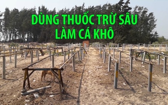 Dùng thuốc trừ sâu để sản xuất cá khô tại thị trấn Phước Hải