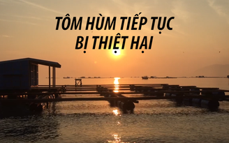 Nuôi tôm hùm sau bão 12 tiếp tục bị thiệt hại