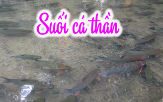 Kỳ bí suối cá thần không ai dám ăn hay đánh bắt