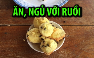 Khốn khổ cảnh ăn, ngủ với ruồi trong ngày Tết
