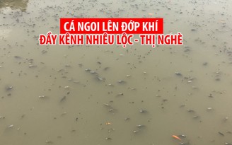 Cá ngoi lên đớp khí đầy tuyến kênh Nhiêu Lộc - Thị Nghè