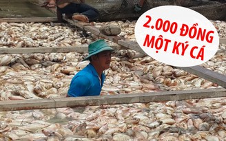 Xót xa bán “rẻ như cho” vì cá chết hàng loạt trên sông La Ngà