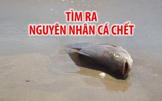 Cá chết hàng loạt trên sông Phú Lộc: Tìm nguyên nhân ban đầu