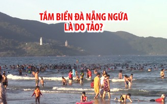 Mẫu nước biển tại các bãi tắm gây ngứa ở Đà Nẵng có tảo