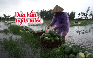 Mưa trắng trời, dân ngậm ngùi vớt dưa hấu về cho bò