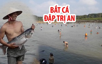 Chen chúc bắt cá “khủng” dưới chân đập thủy điện Trị An