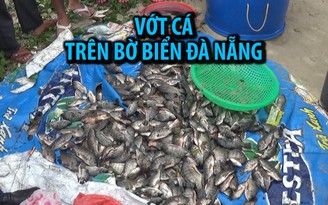 Vớt hàng tấn cá trê “khủng”, cá rô trên bờ biển Đà Nẵng sau trận mưa lịch sử
