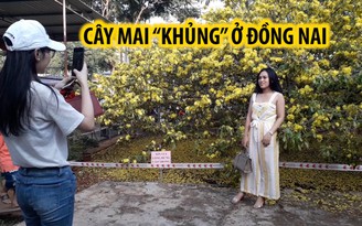 Hàng ngàn người đổ về xem cây mai “khủng” ở Đồng Nai nở hoa vàng rực