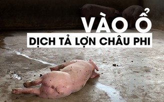 Bóng ma dịch tả lợn châu Phi và những hố sâu khoét vào nỗi đau nông dân