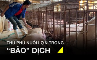 “Bão” dịch tả lợn châu Phi càn quét thủ phủ nuôi lợn ở Hưng Yên