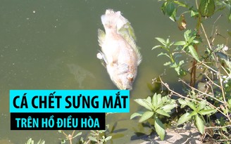 Cá lại chết sưng mắt trên hồ điều hòa Nguyễn Du, hôi thối nồng nặc