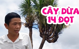 Cây dừa kỳ lạ có 14 đọt khiến cả vùng ở miền Tây xôn xao