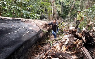 Sửng sốt với tốc độ "biến mất" của rừng giáng hương cổ thụ lớn nhất Gia Lai