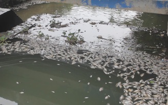 Hàng tấn cá chết nổi trắng hồ Đại An giữa lòng Đông Hà