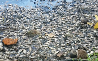 Khổ sở vì hàng ngàn con cá chết hàng loạt, hôi thối sát chung cư Ehome 3
