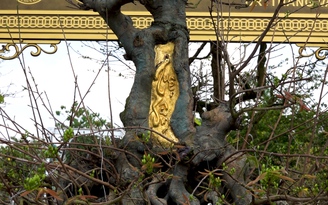 Thăm vườn mai vàng “bạc tỉ” ở Sa Đéc, mỗi cây có giá bằng cả căn nhà