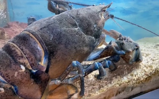 Tôm hùm xanh ngọc bích cực kỳ quý hiếm tại Viện Hải dương học Nha Trang