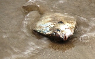 Nguyên nhân cá chết hàng loạt tại miền Trung: Cố gắng tháng 6 sẽ công bố
