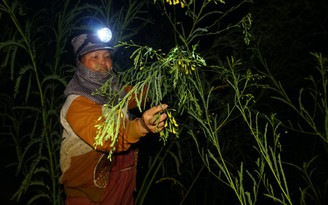 Mùa lũ miền Tây: Soi đèn giữa khuya hái bông điên điển, thu nhập 300.000 đồng/ngày