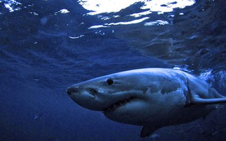 Cá mập tấn công, cắn đứt chân du khách lặn biển ở Úc