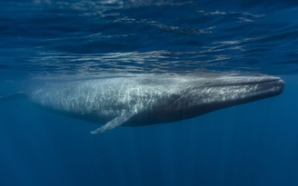 Khổng lồ như cá voi xanh mà tim chỉ đập 2 lần/phút là 'đủ sống'