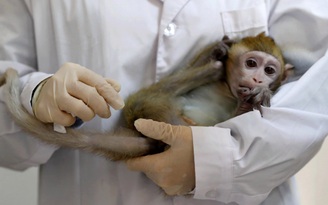 Sau thành công trên chuột, Thái Lan bắt đầu thử nghiệm vắc-xin Covid-19 trên khỉ