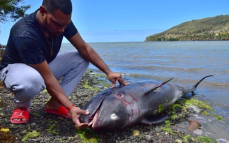 Đau lòng mẹ con cá heo thoi thóp trên mặt biển loang dầu