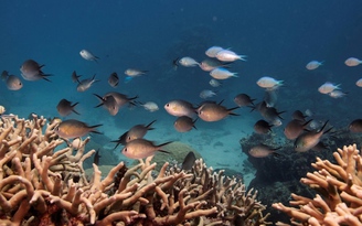 Úc tố Trung Quốc tác động quyết định LHQ về di sản rạn san hô ‘gặp nguy hiểm’