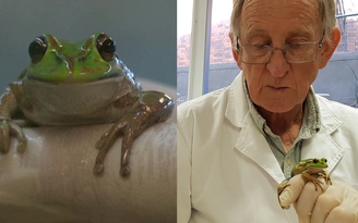Cụ già Úc 'nói chuyện' gì với ếch nhái?