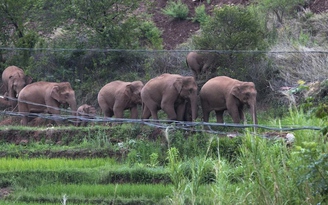 Đàn voi rừng quay về nhà sau chuyến lang thang 1.300km dọc Trung Quốc