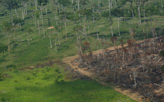 Bất chấp cam kết khí hậu, nạn phá rừng tại Amazon vẫn tăng hơn 20%