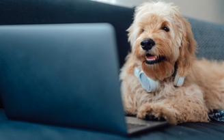 Với DogPhone, chú chó gọi điện thoại video cho chủ đến 5 lần/ngày