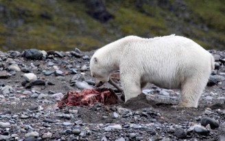 Vì sao cảnh gấu Bắc Cực săn tuần lộc ăn thịt làm giới khoa học lo lắng?