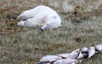 Gấu trắng Bắc Cực bị kẹt lưỡi trong lon thiếc được giải cứu ra sao?